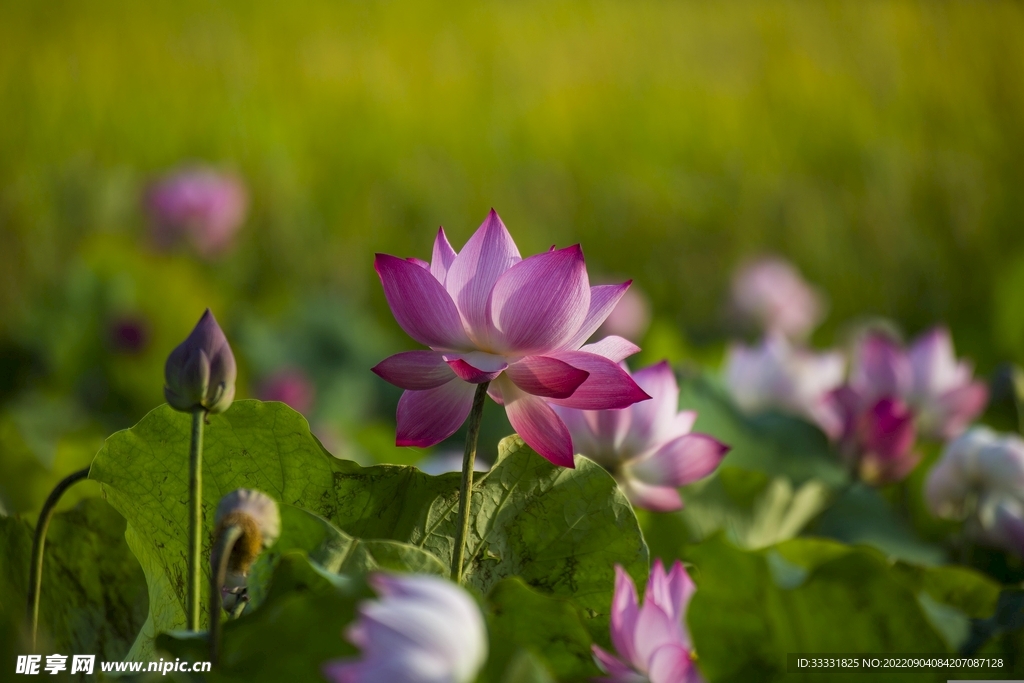 莲花