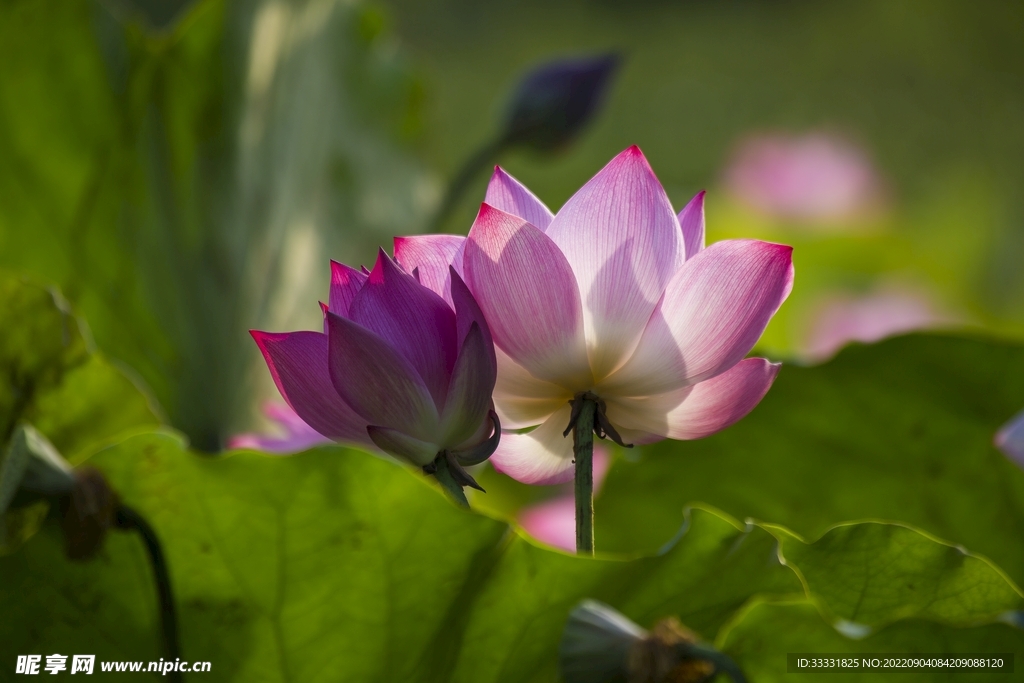 莲花