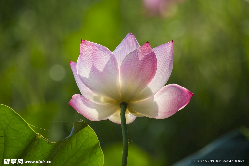 莲花