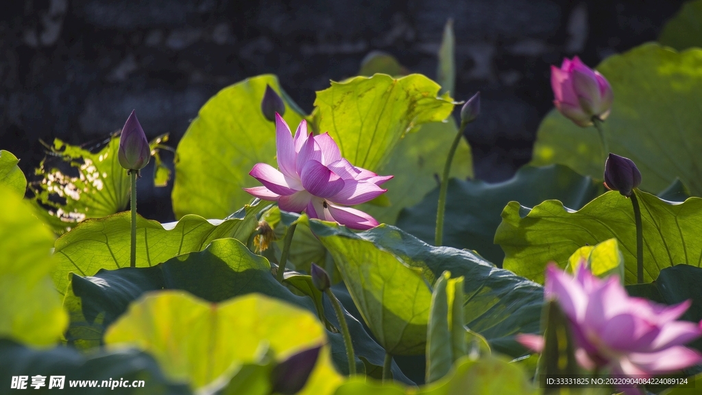 莲花
