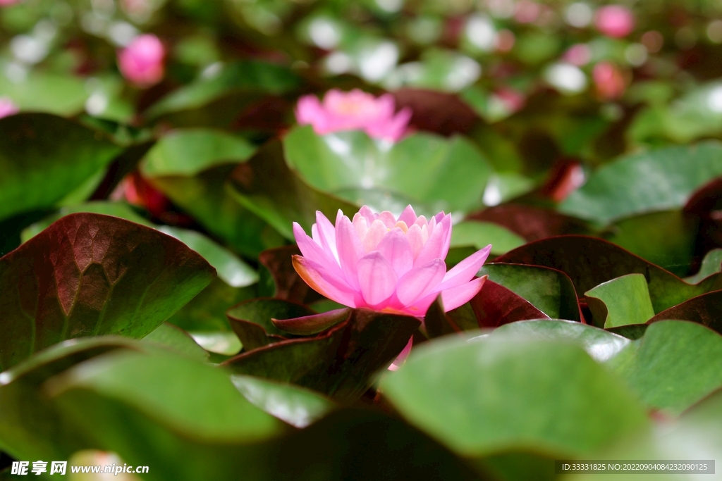 莲花
