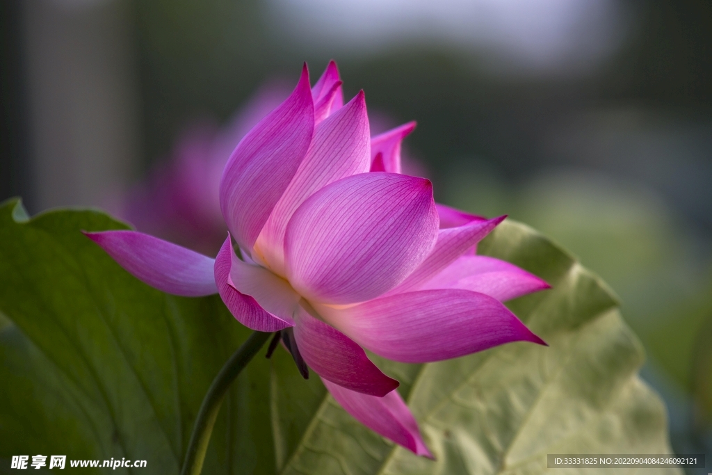 莲花