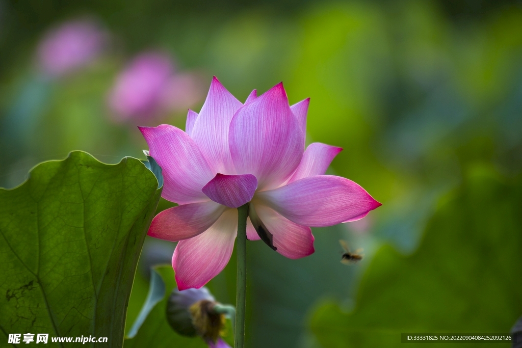 莲花
