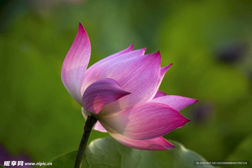莲花
