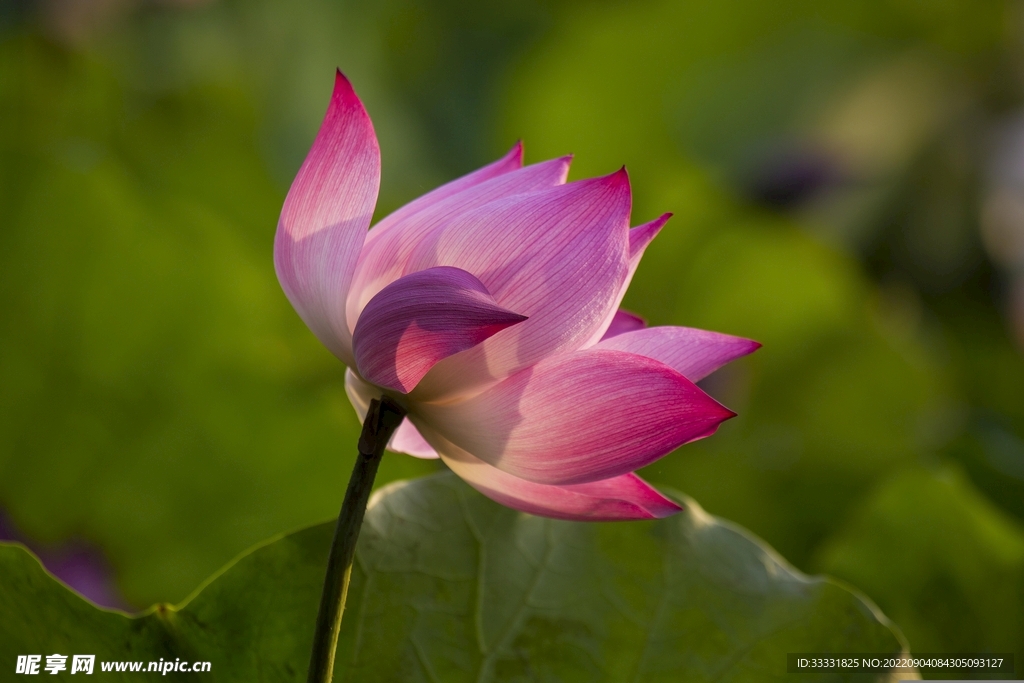莲花