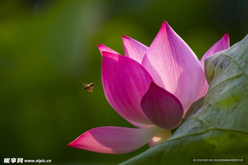 莲花