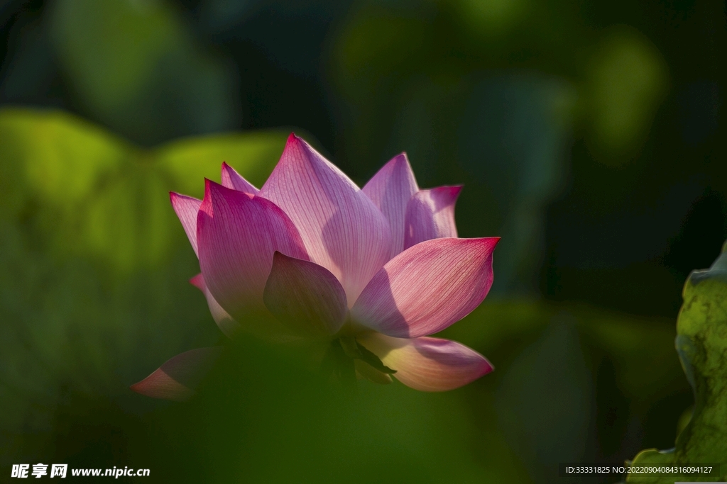 莲花