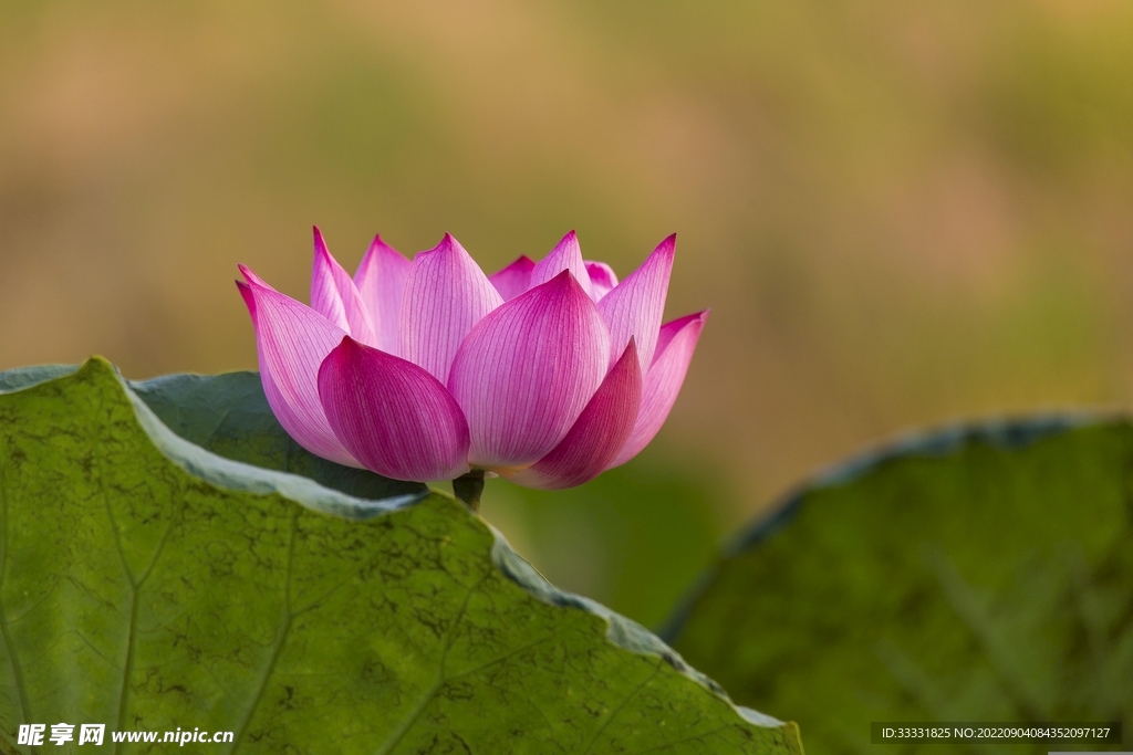 莲花