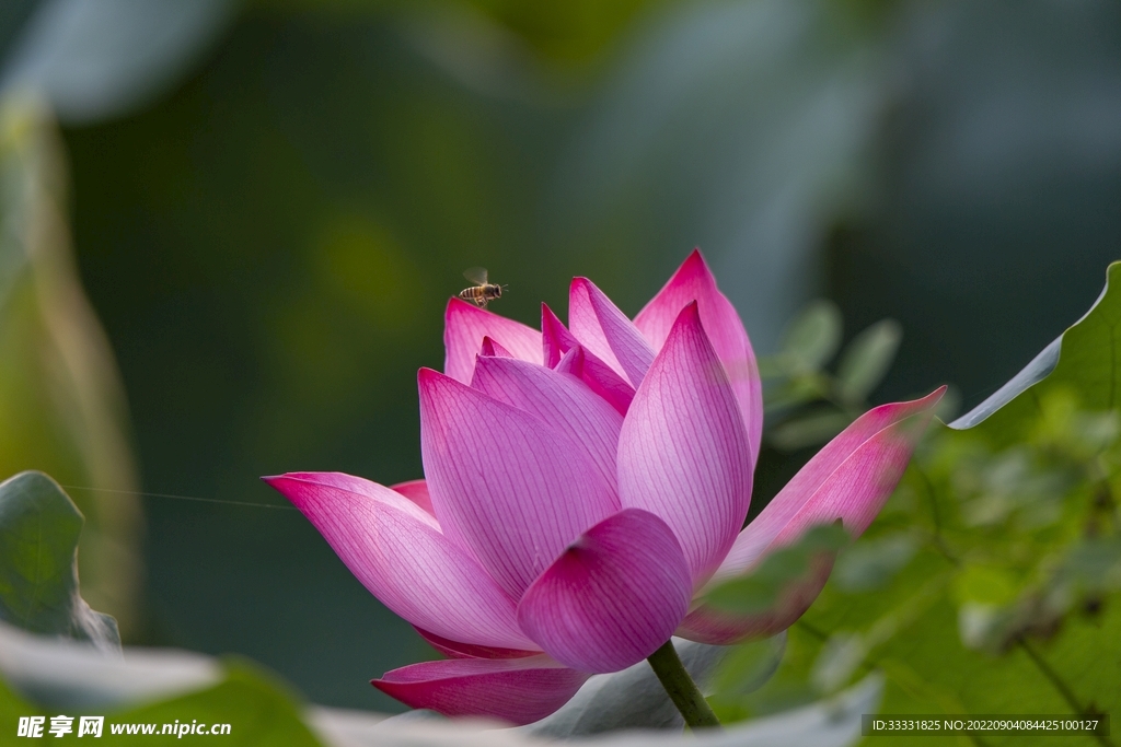 莲花