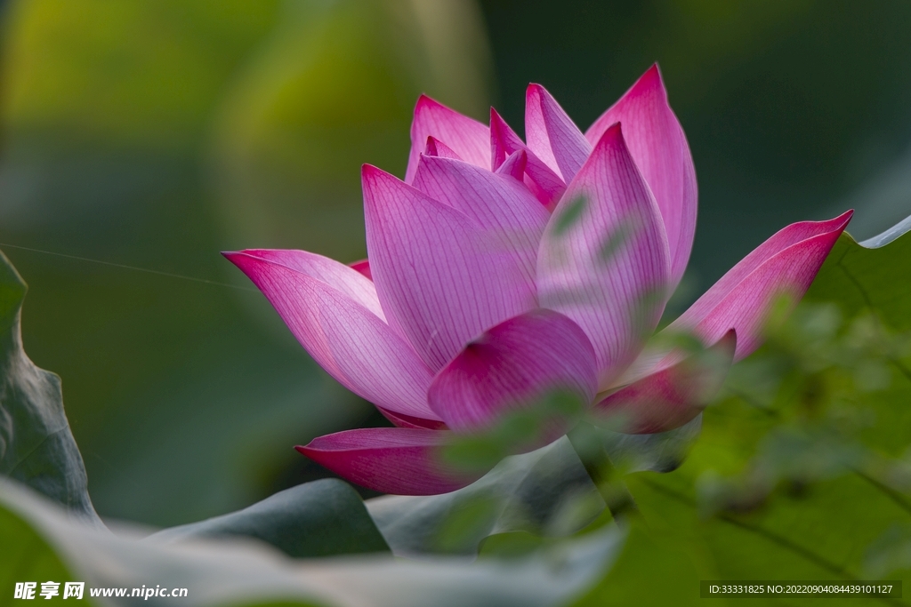 莲花