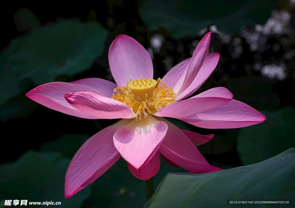 莲花