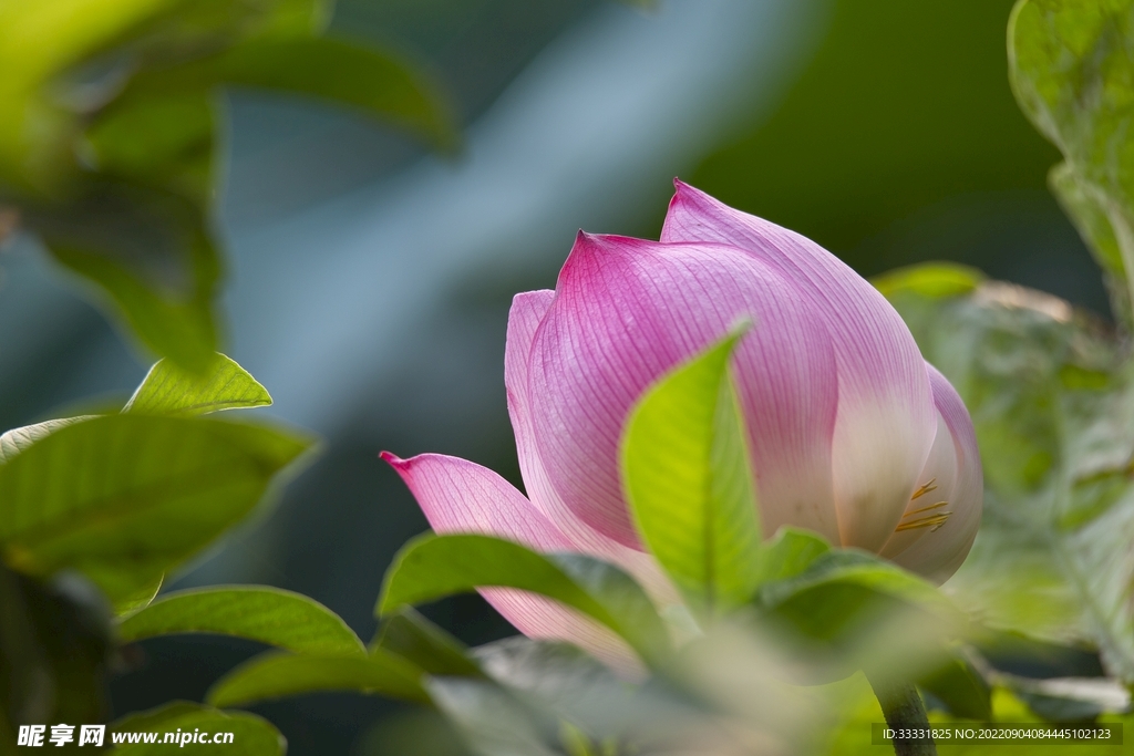 莲花