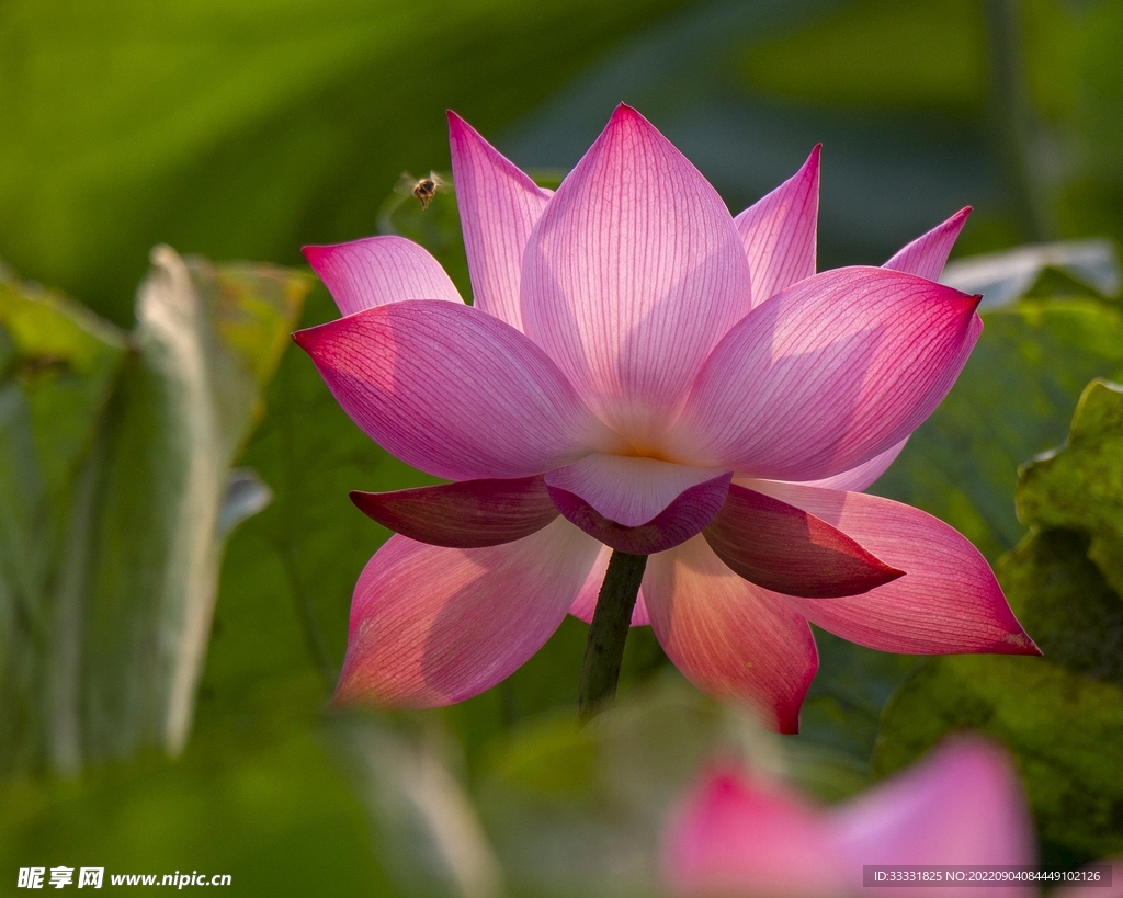 莲花