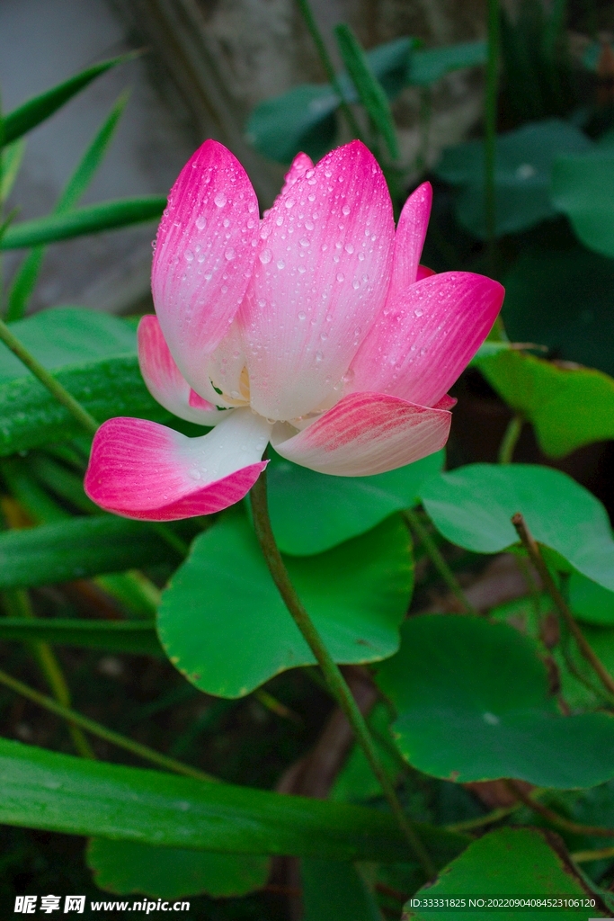 莲花