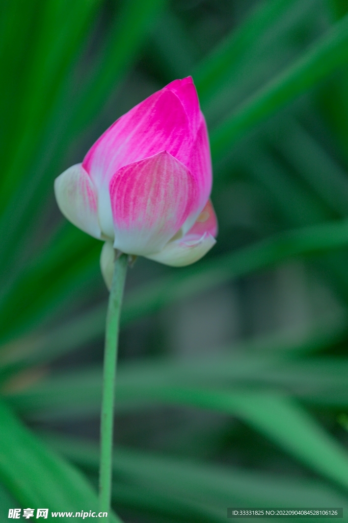 莲花