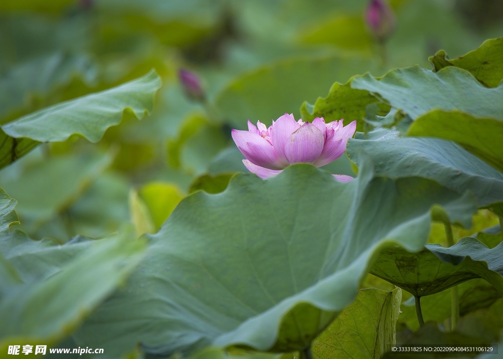 莲花