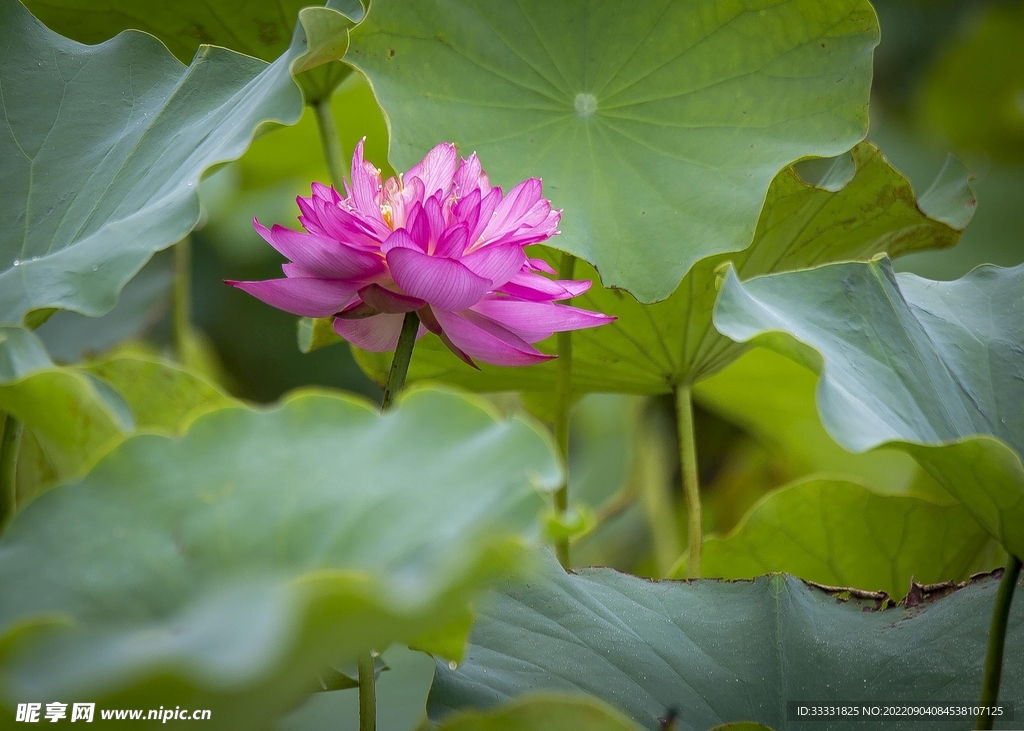 莲花