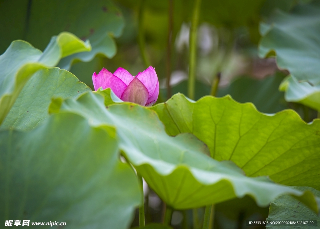 莲花