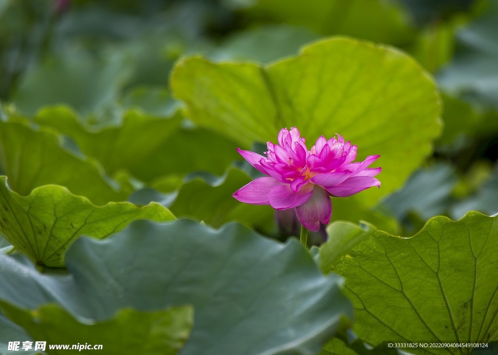 莲花