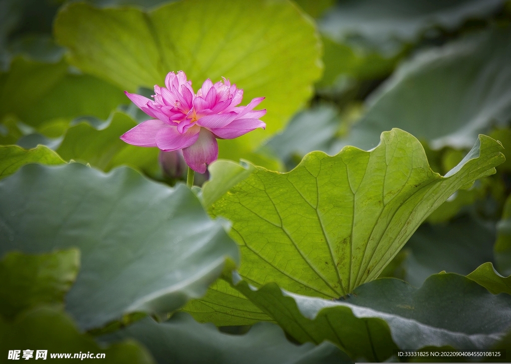 莲花