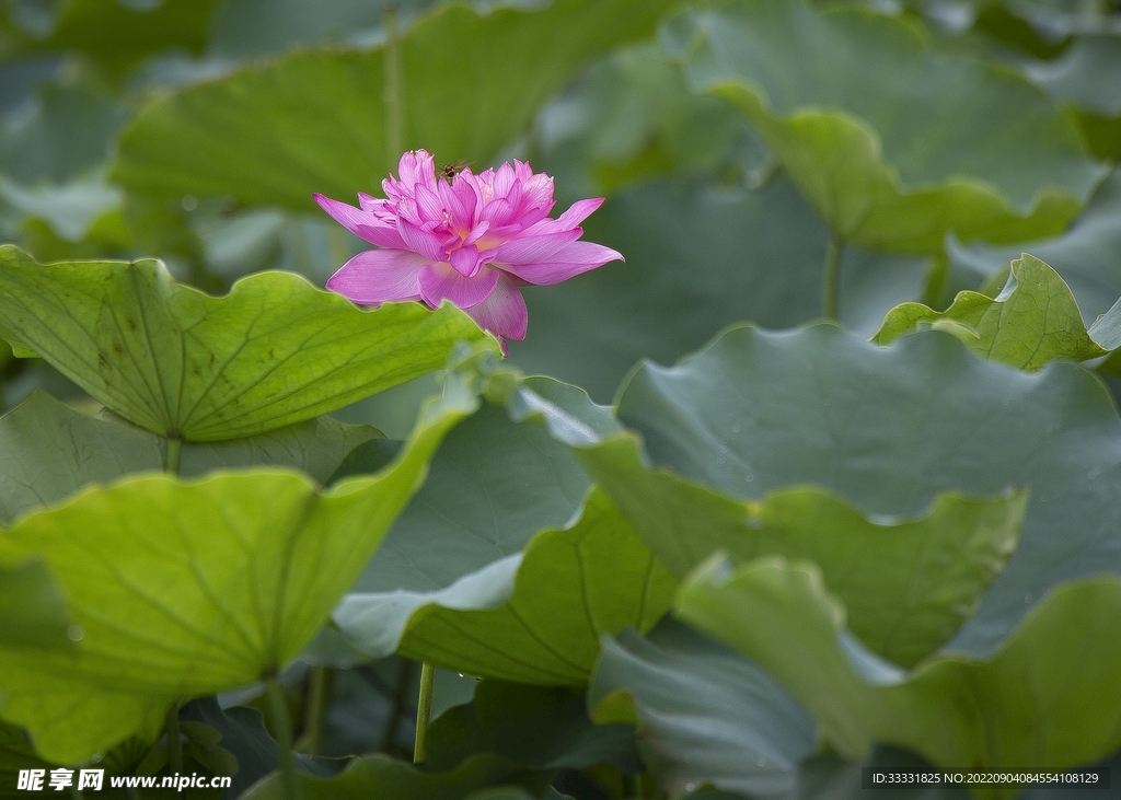 莲花
