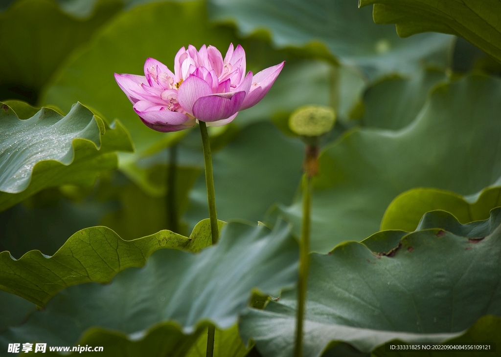 莲花