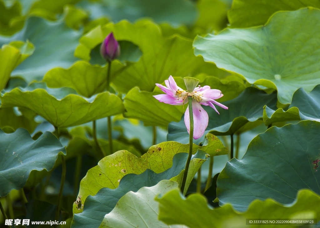 莲花