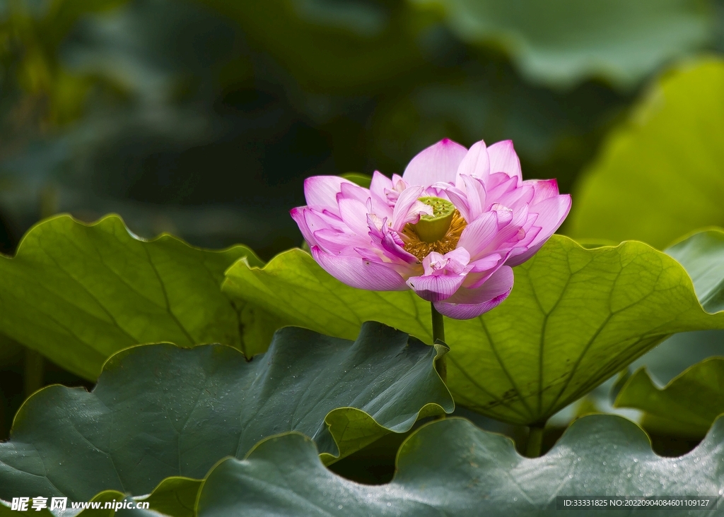 莲花