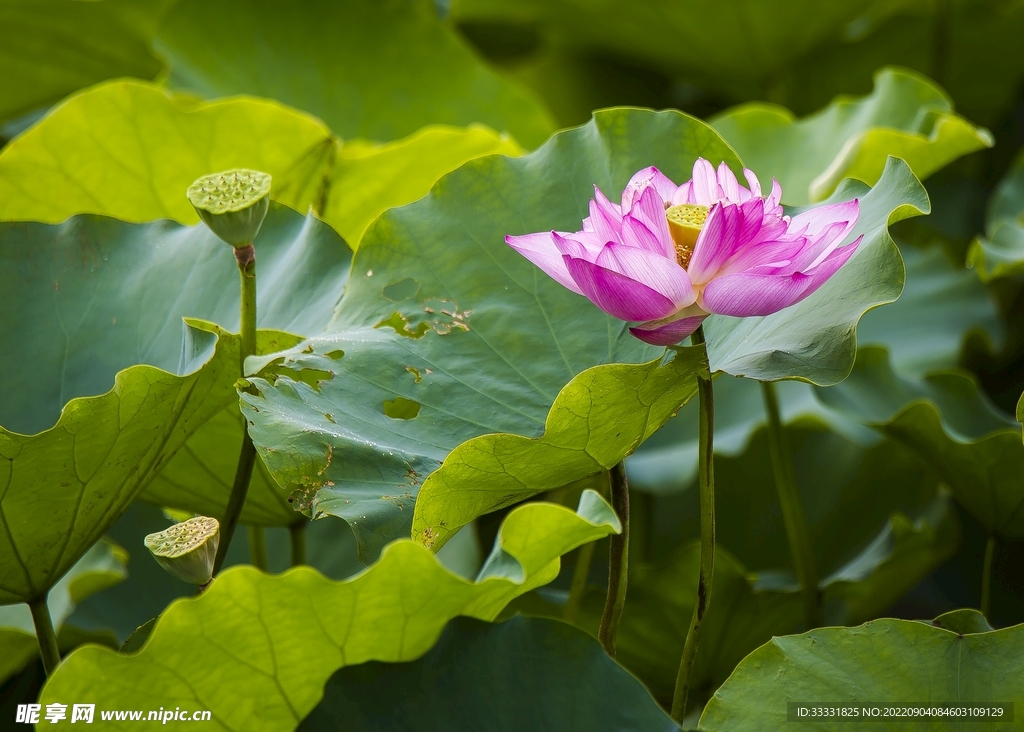 莲花
