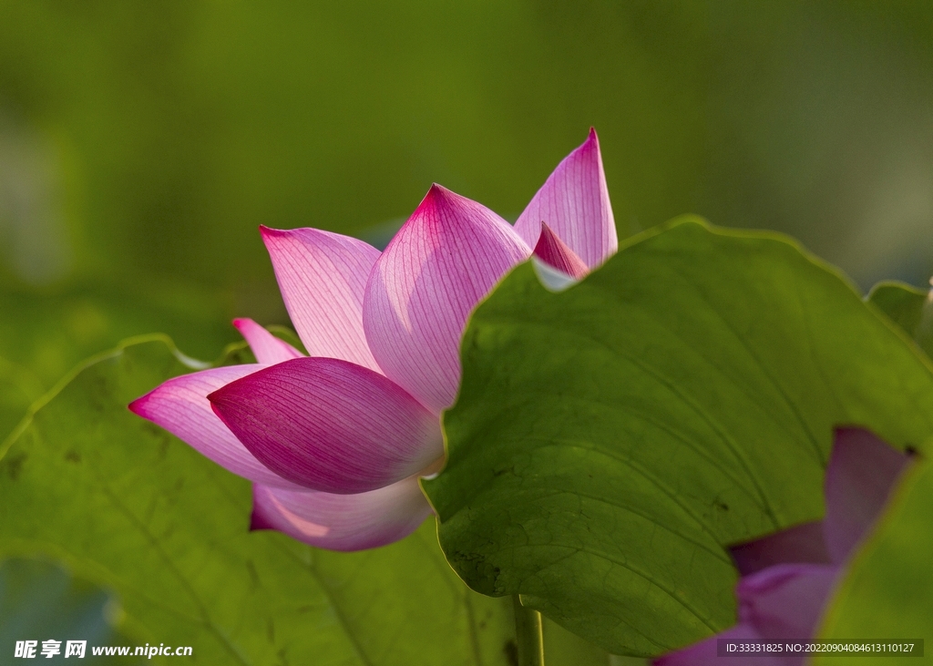 莲花