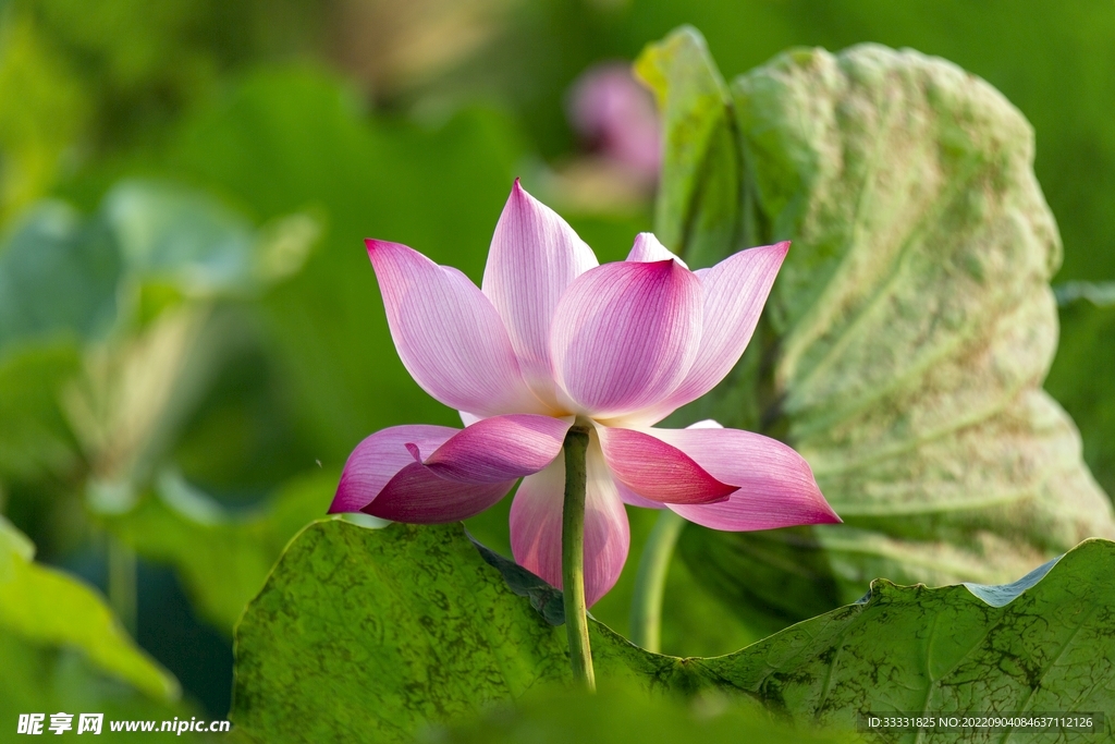 莲花