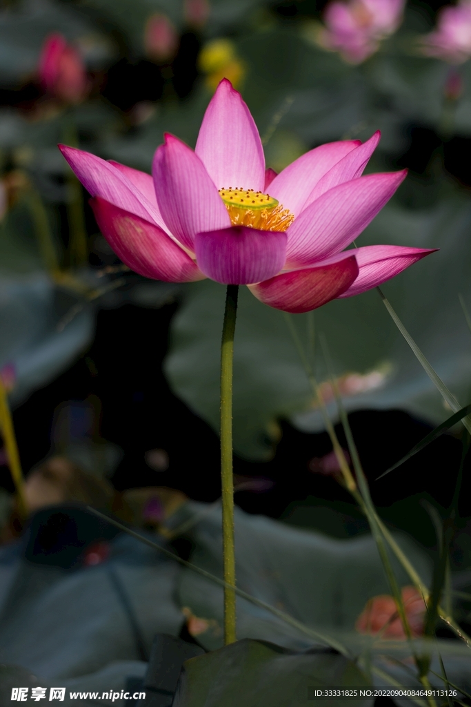 莲花