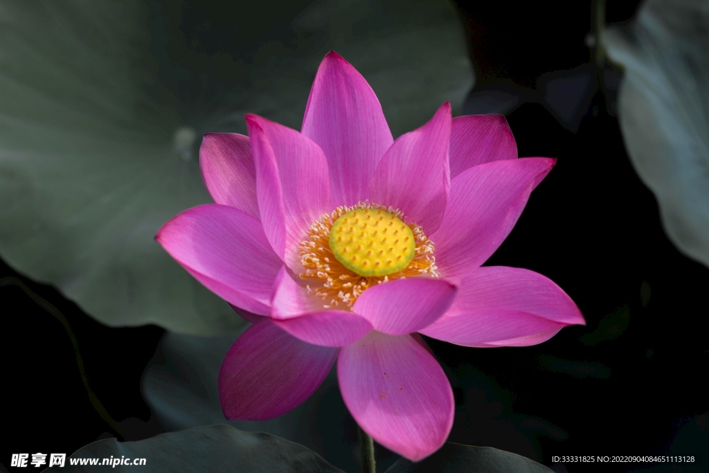 莲花