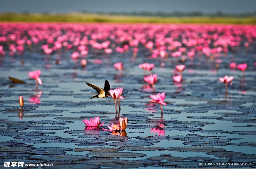 莲花