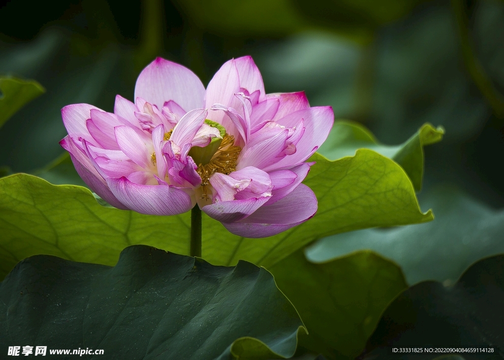 莲花