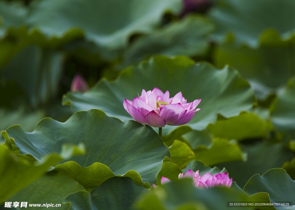 莲花