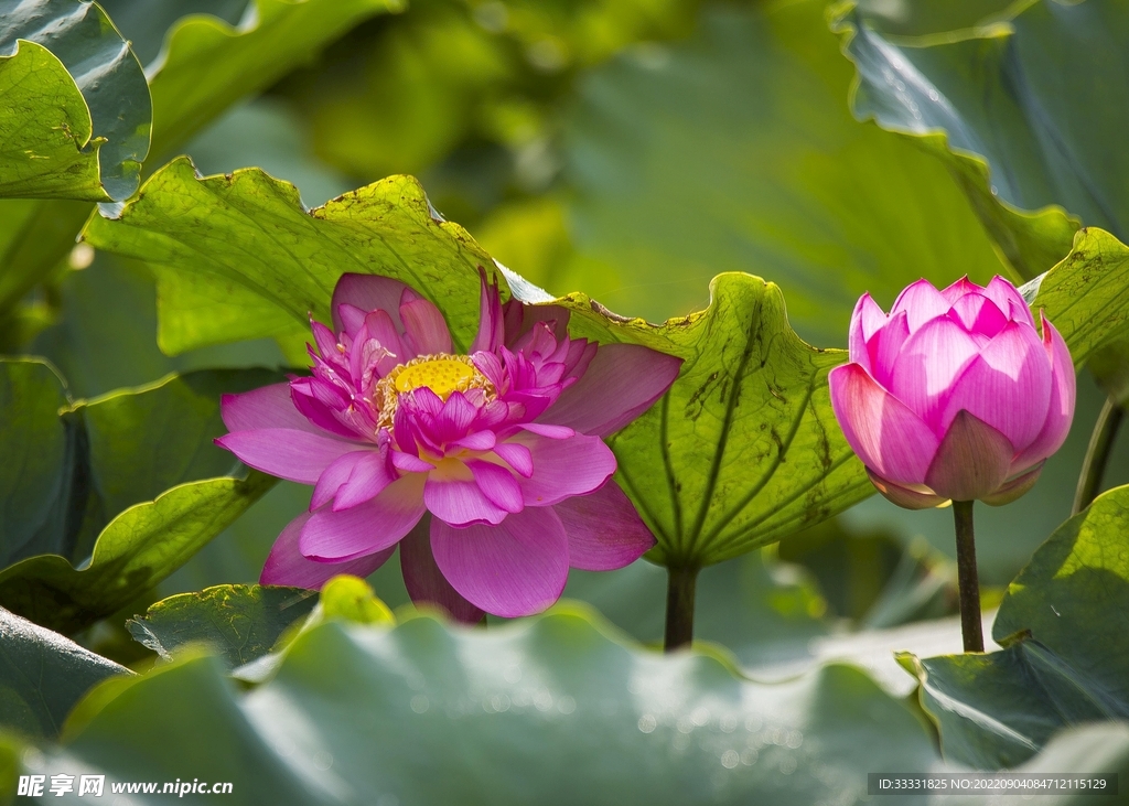莲花