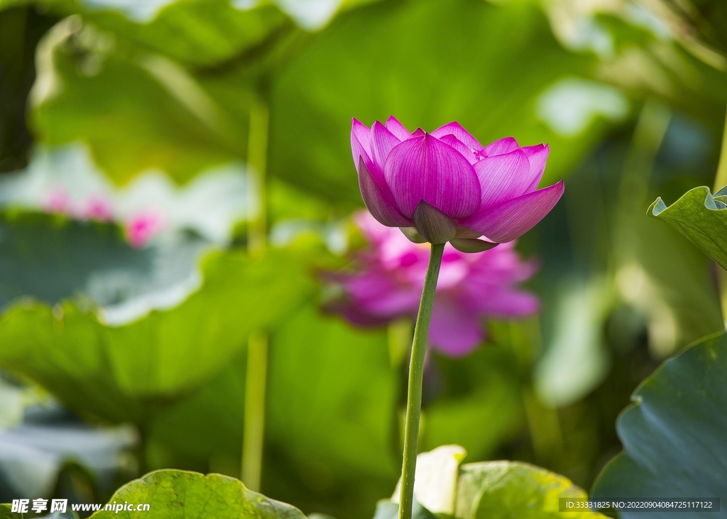 莲花