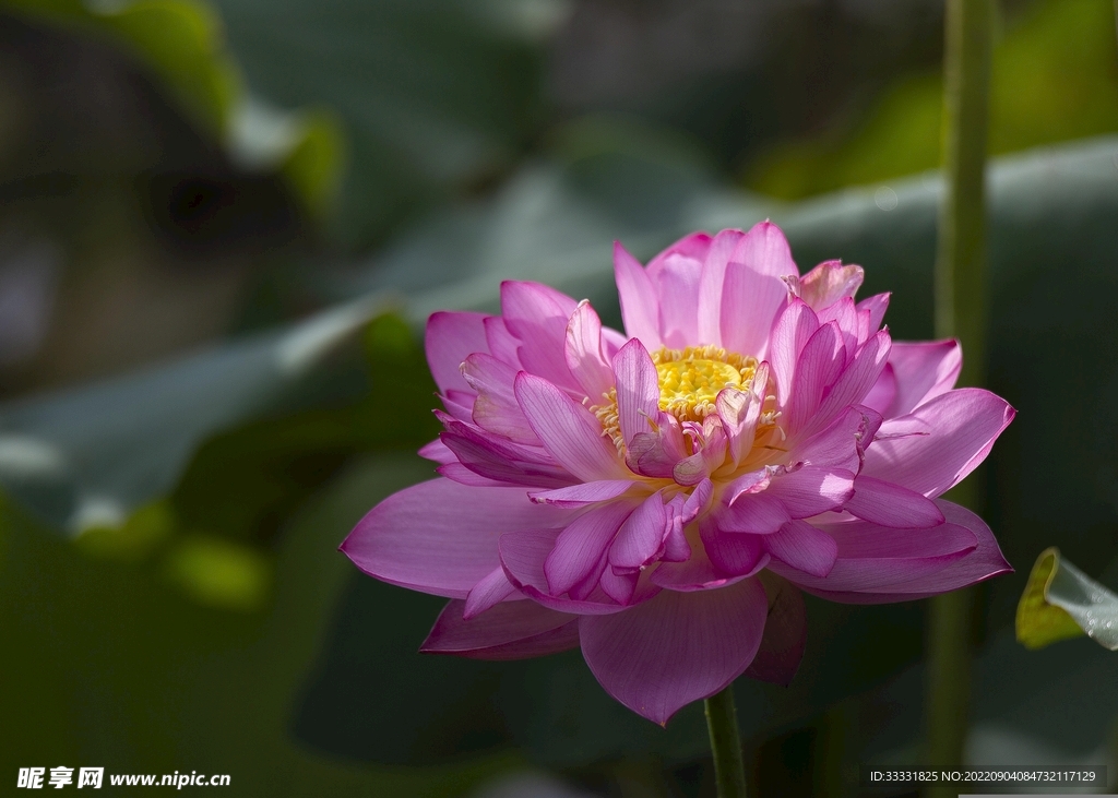 莲花