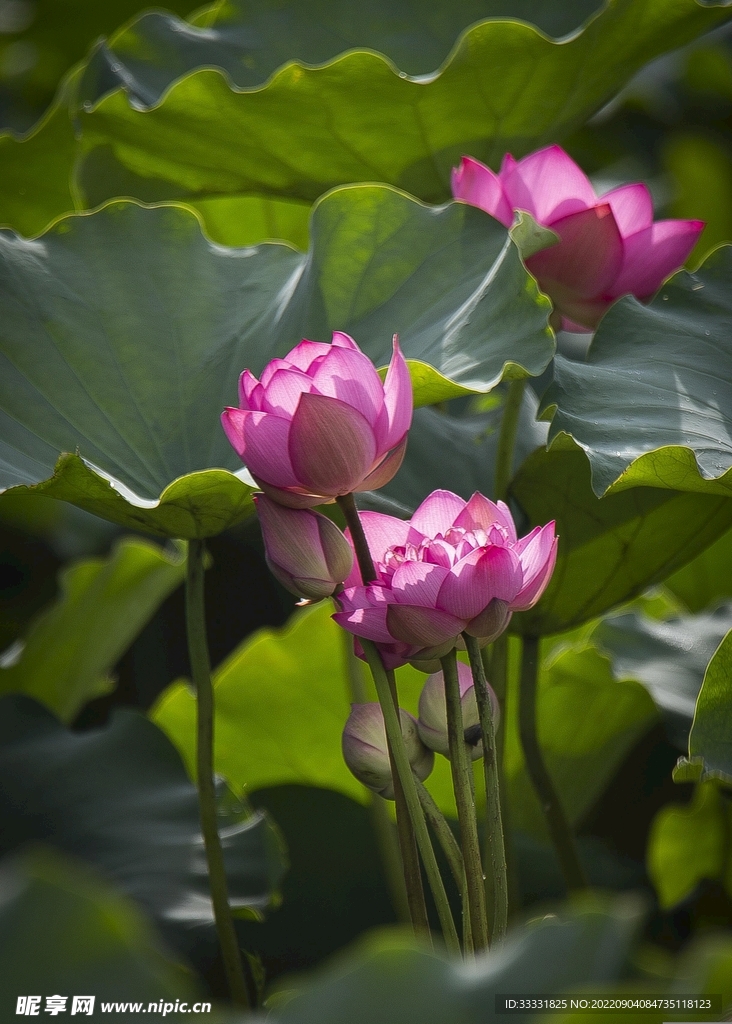 莲花