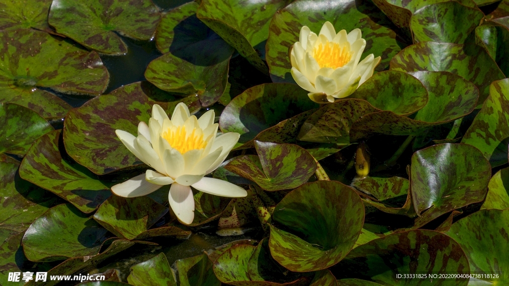 莲花
