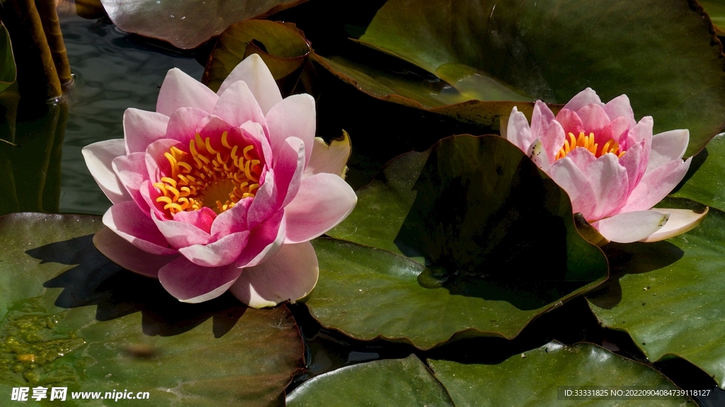 莲花