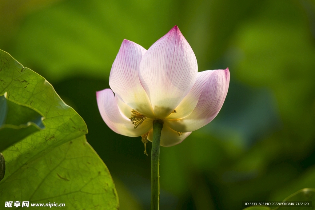 莲花