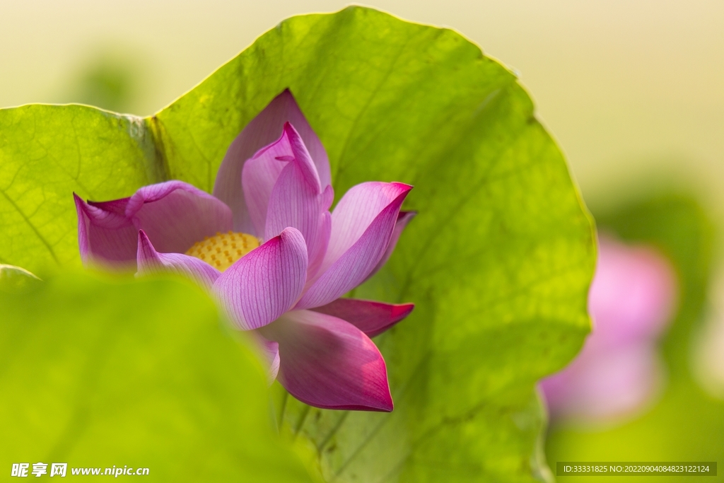 莲花