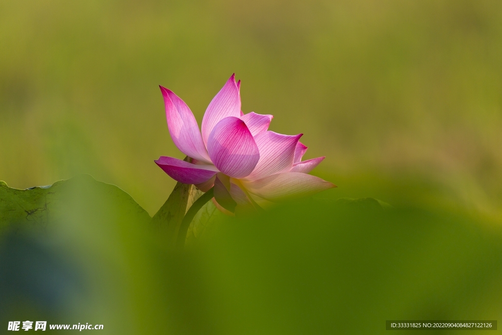 莲花