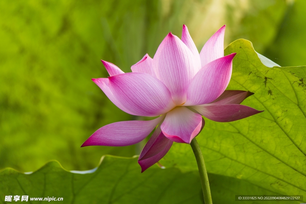 莲花