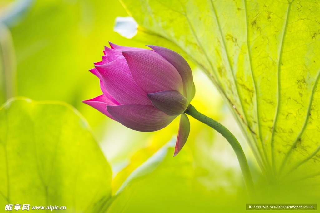莲花