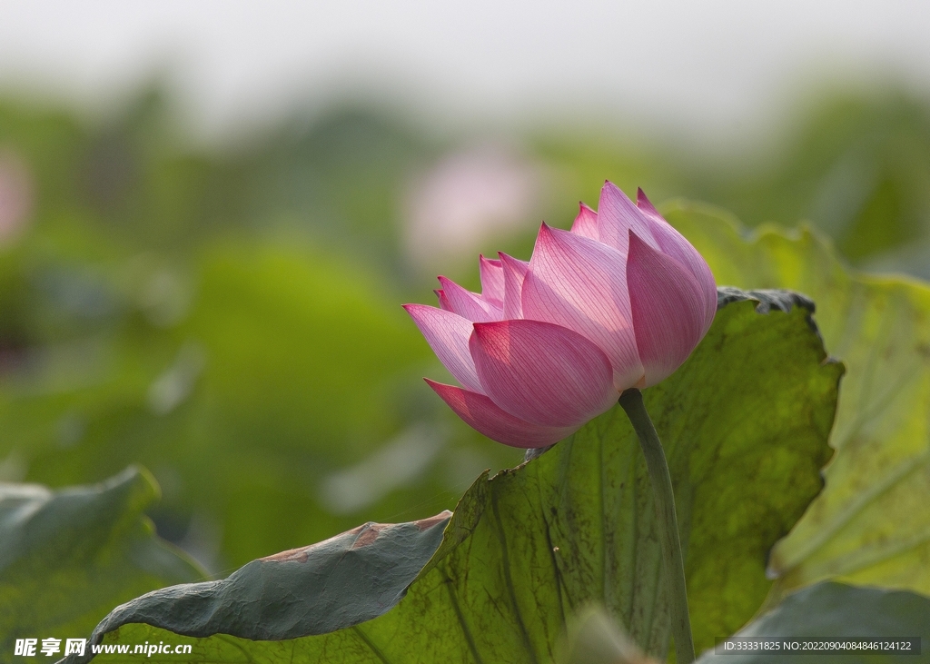 莲花