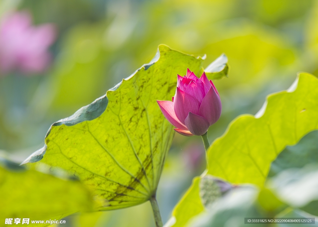 莲花