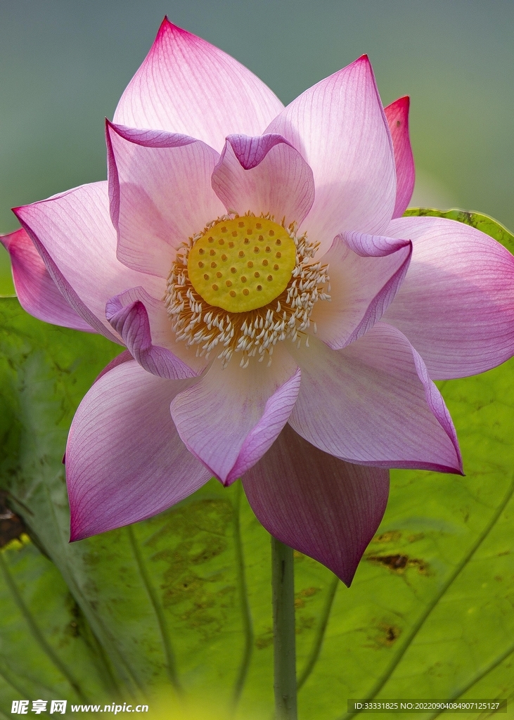 莲花
